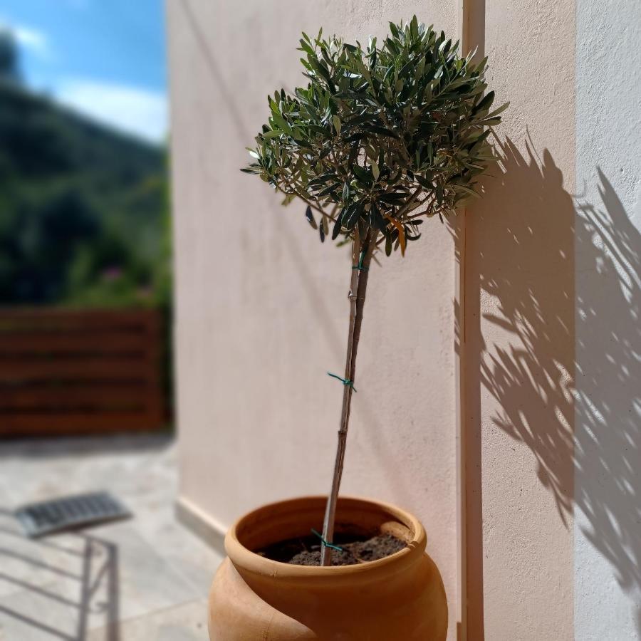 Μπουκαμβίλια - Bougainvillea Sivota  Bagian luar foto